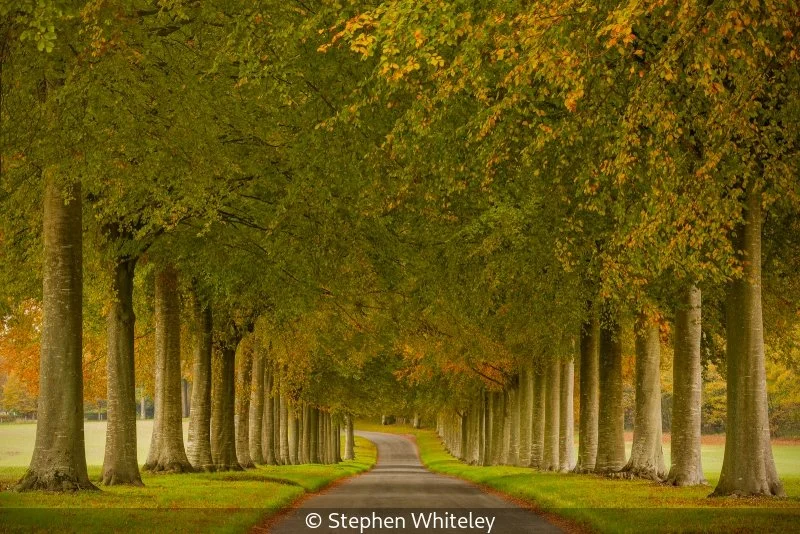 Club_Stephen Whiteley_An autumn avenue_9.jpg