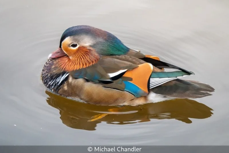 Club_Michael Chandler_002_Highly Commended.jpg