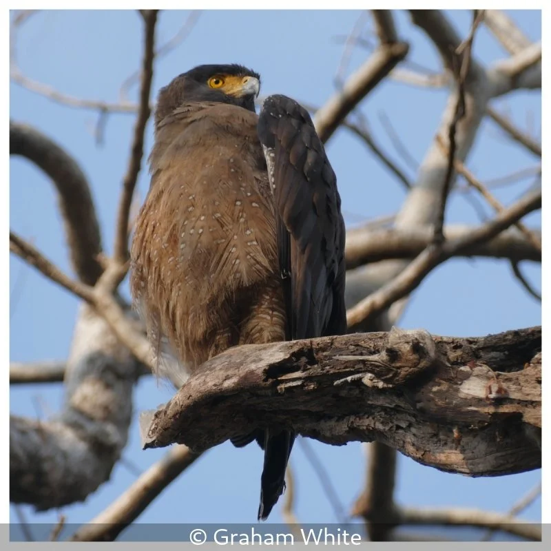 Club_Graham White_002_null.jpg