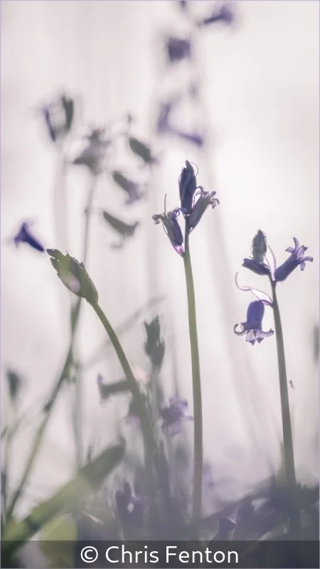 Winner_Chris Fenton_Bluebells_2.jpg