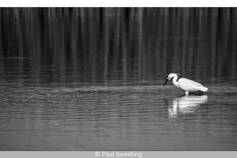 Club_Paul Sweeting_002_8.jpg