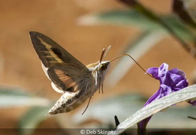 Open_Deb Skinner_001_8.jpg