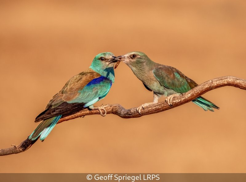 Advanced_Geoff Spriegel_002_8.5.jpg