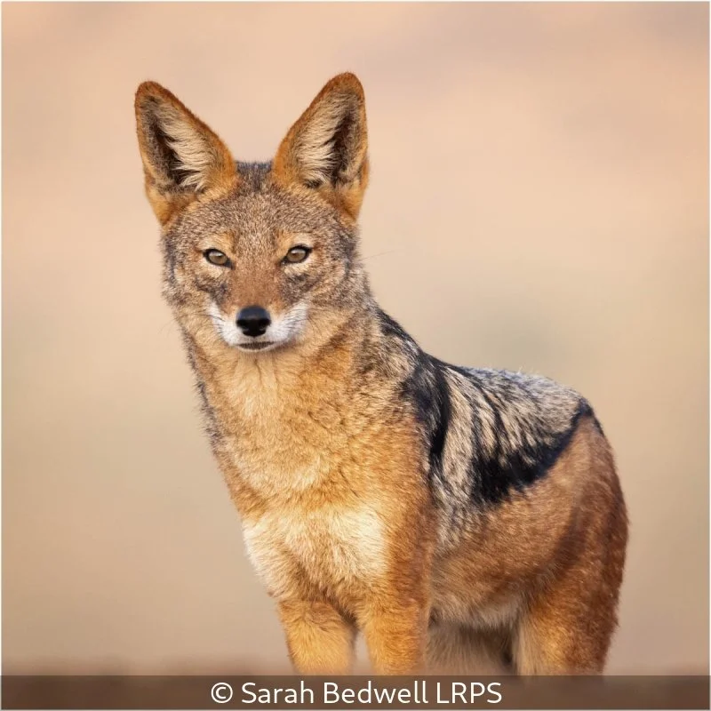 Advanced_Sarah Bedwell_001_9.jpg