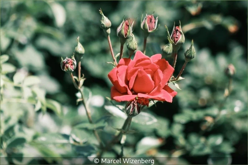 Club_Marcel Wizenberg_001_7.jpg