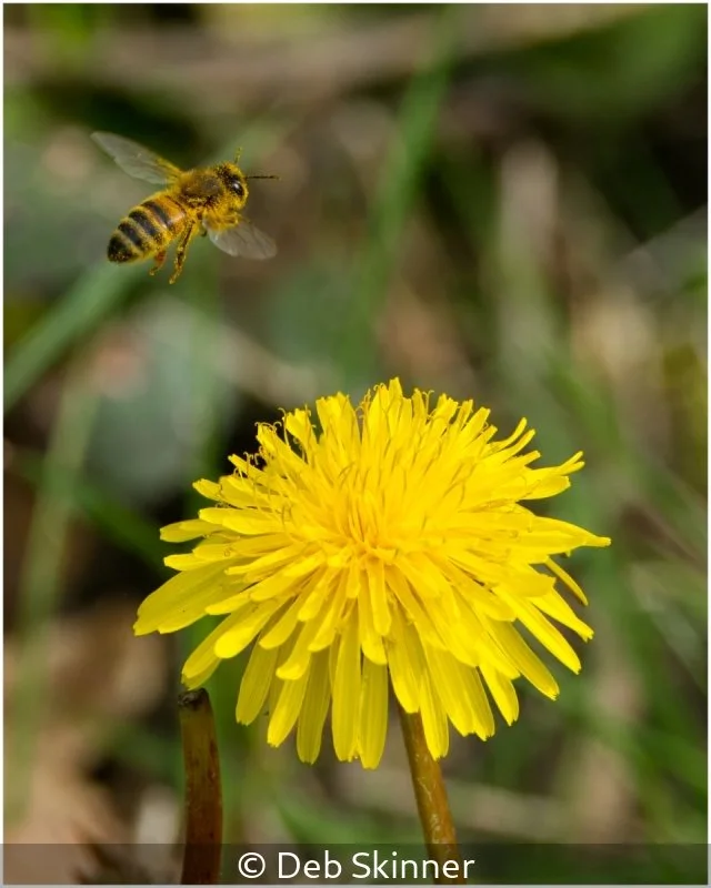 Deb Skinner_Dandelion and Bee_2.jpg