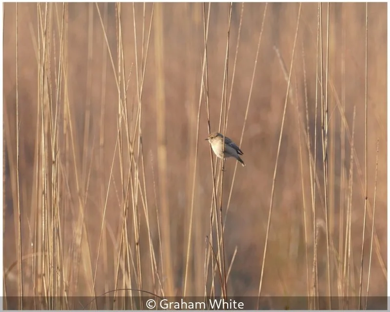 Open_Graham White_001_9.jpg