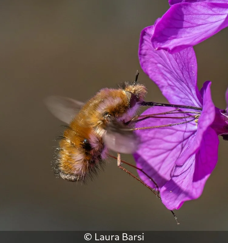 Open_Laura Barsi_002_10.jpg