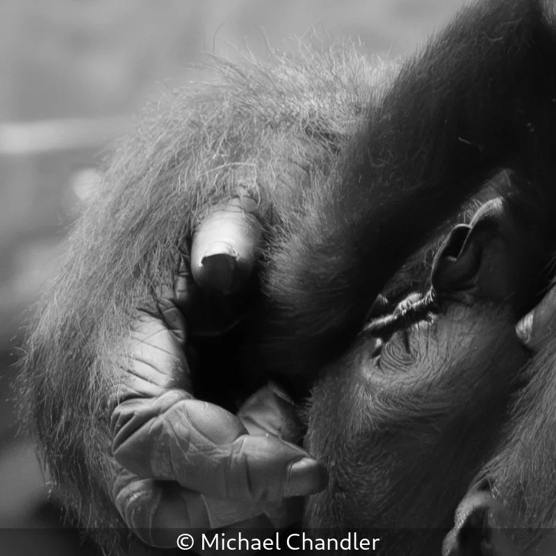 Club_Michael Chandler_001_7.5.jpg