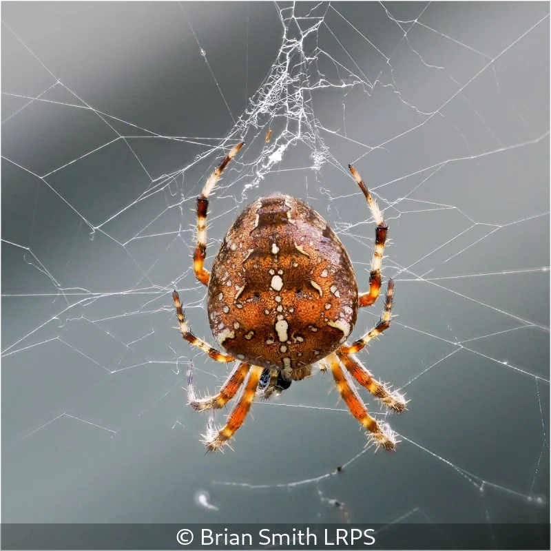 Open_Brian Smith_002_10.jpg