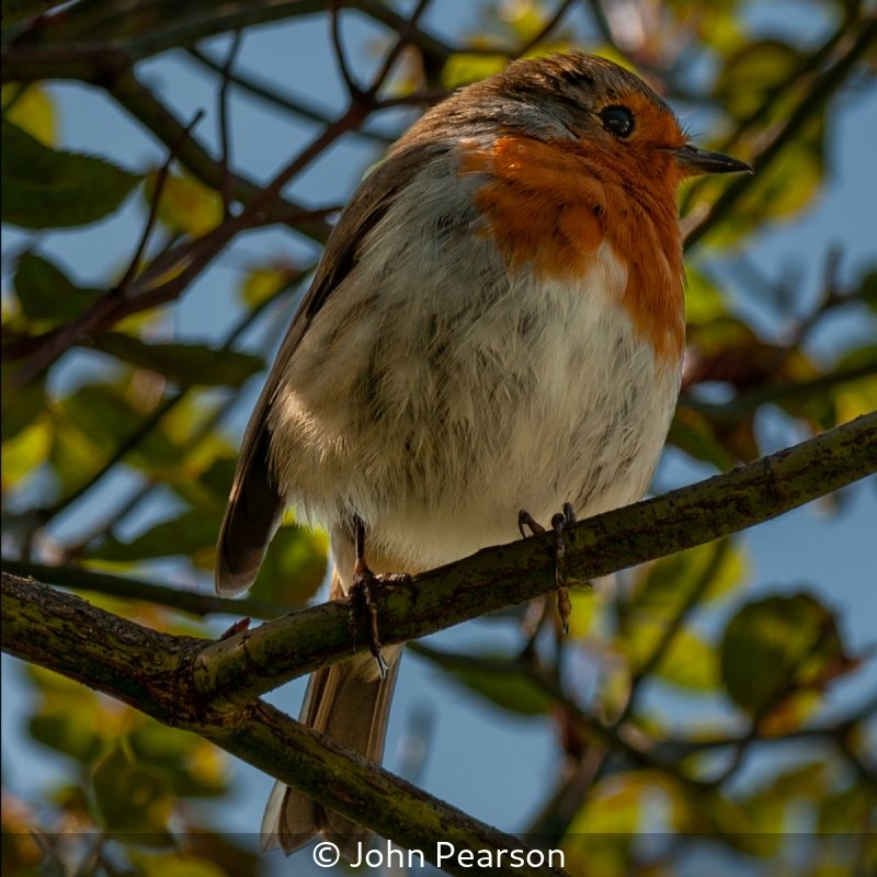 Open_John Pearson_001_8.jpg