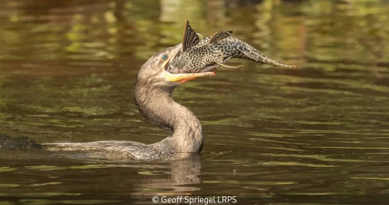 Open_Geoff Spriegel_Cormorant With Catfish Catch - Pantanal_10.jpg