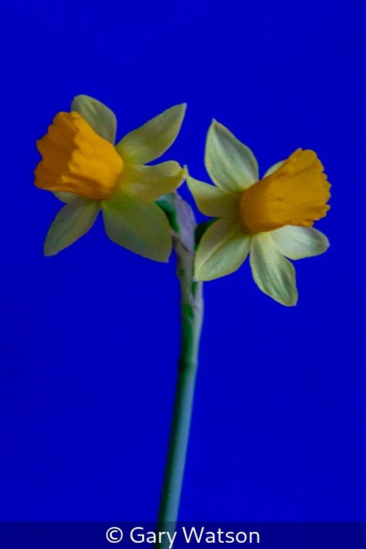 Gary Watson_Daffodils in Warhol Homage_2.jpg