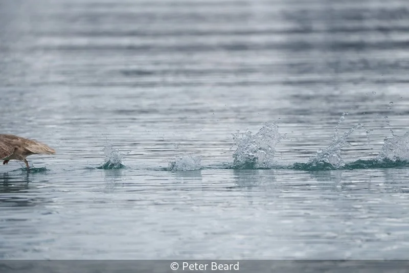 Club_Peter Beard_001_Commended.jpg