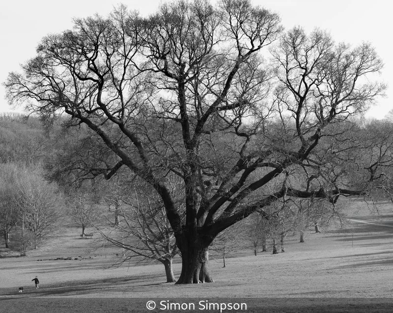 Advanced_Simon Simpson_Walking the Dog, and an Oak Tree_9.jpg