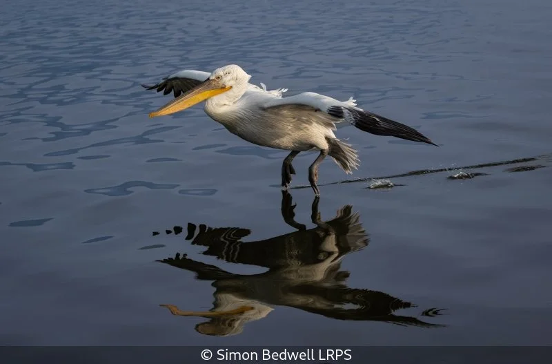 Advanced_Simon Bedwell_002_Highly Commended.jpg