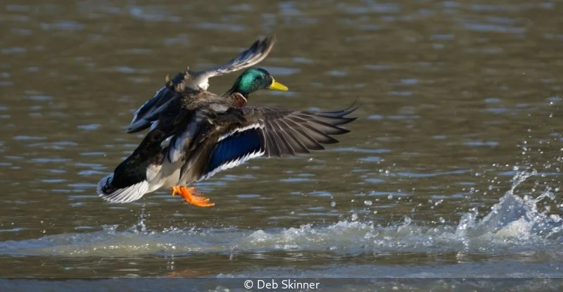 Intermediate_Deb Skinner_002_8.jpg