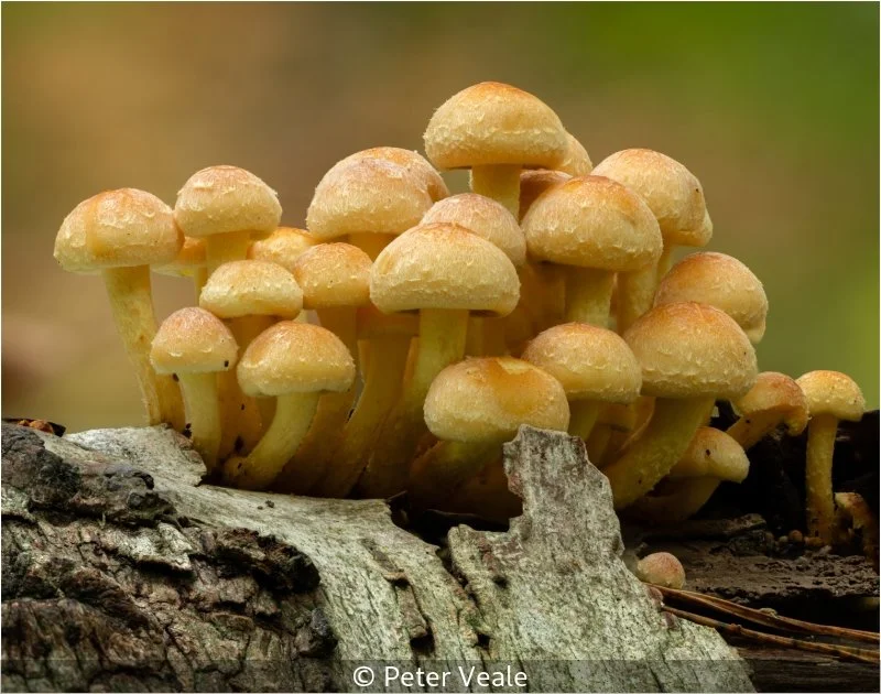 Open_Peter Veale_001_9.5.jpg