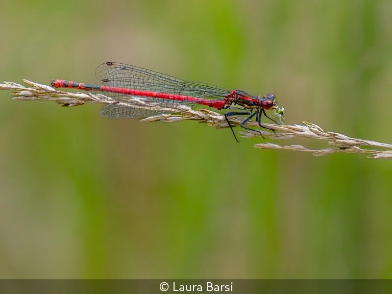 Intermediate_Laura Barsi_Red Damselfly with Lunch_10.jpg