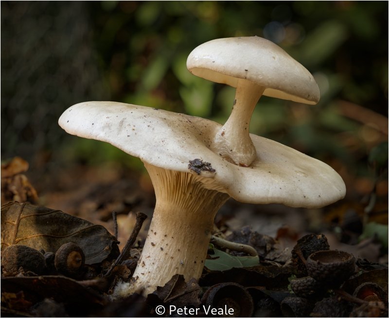 Open_Peter Veale_002_9.jpg