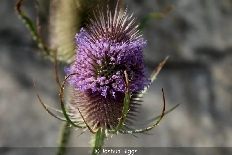 Club_Joshua Biggs_001_Not Selected.jpg