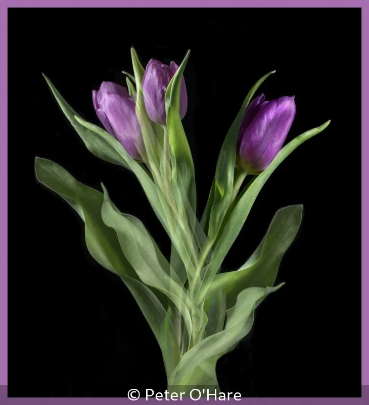 Advanced_Peter O'Hare_002_Commended.jpg