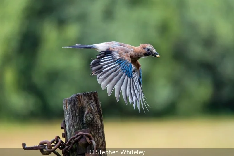 Open_Stephen Whiteley_002_8.jpg