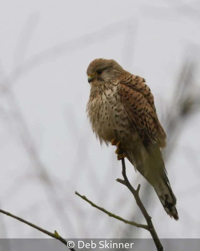 Intermediate_Deb Skinner_Mrs Kestrel_9.jpg