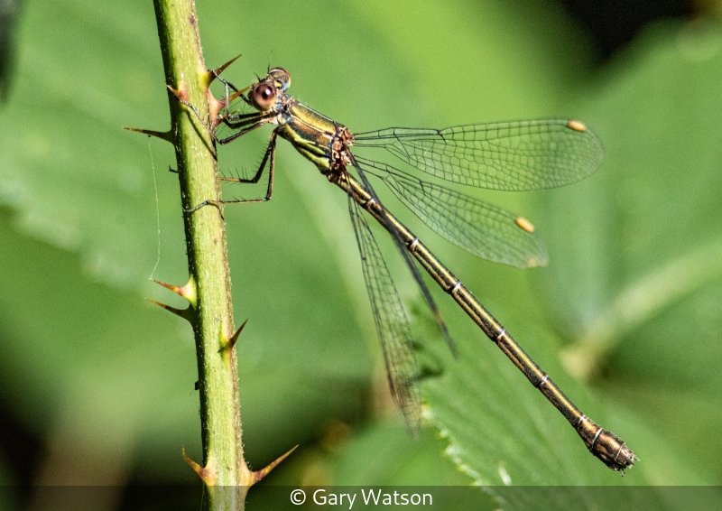Club_Gary Watson_001_8.jpg