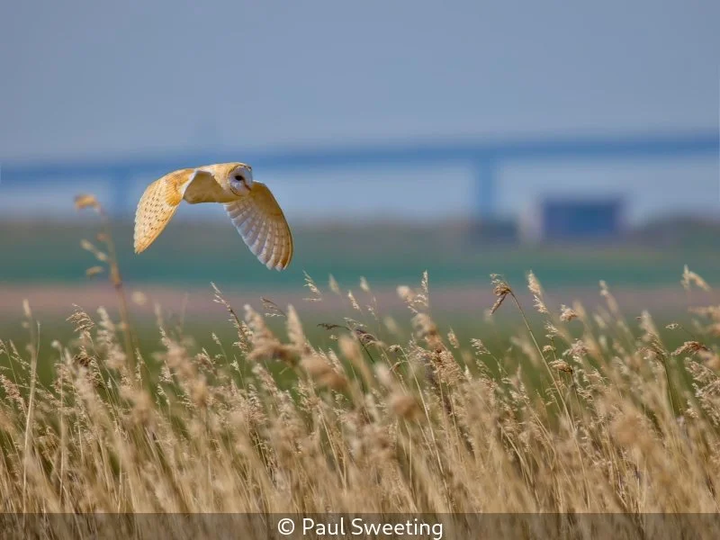 Open_Paul Sweeting_002_9.5.jpg