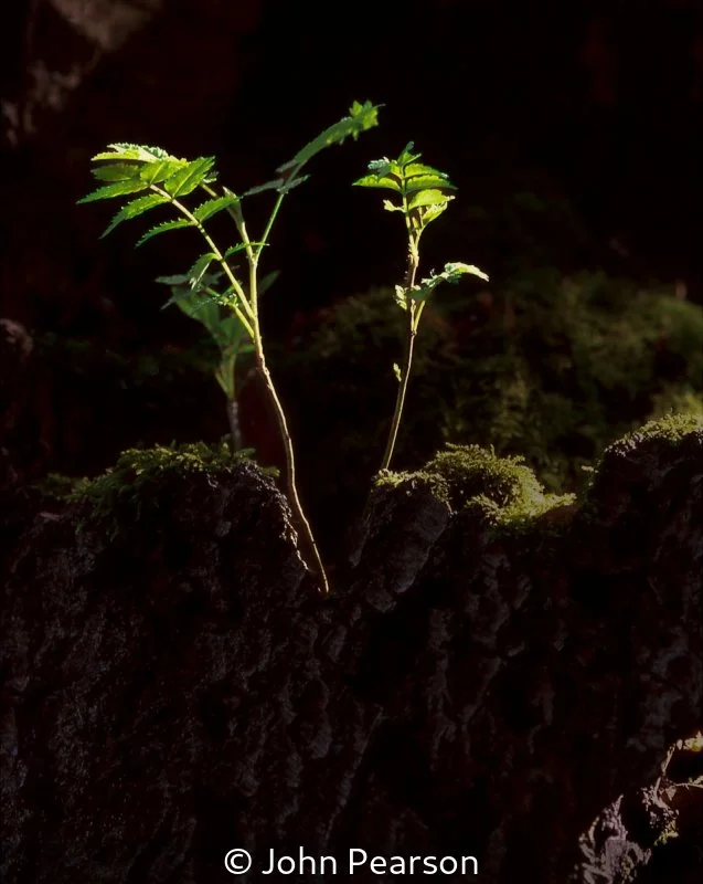 Advanced_John Pearson_A New Beginning From a Decayed Tree Stump_First.jpg