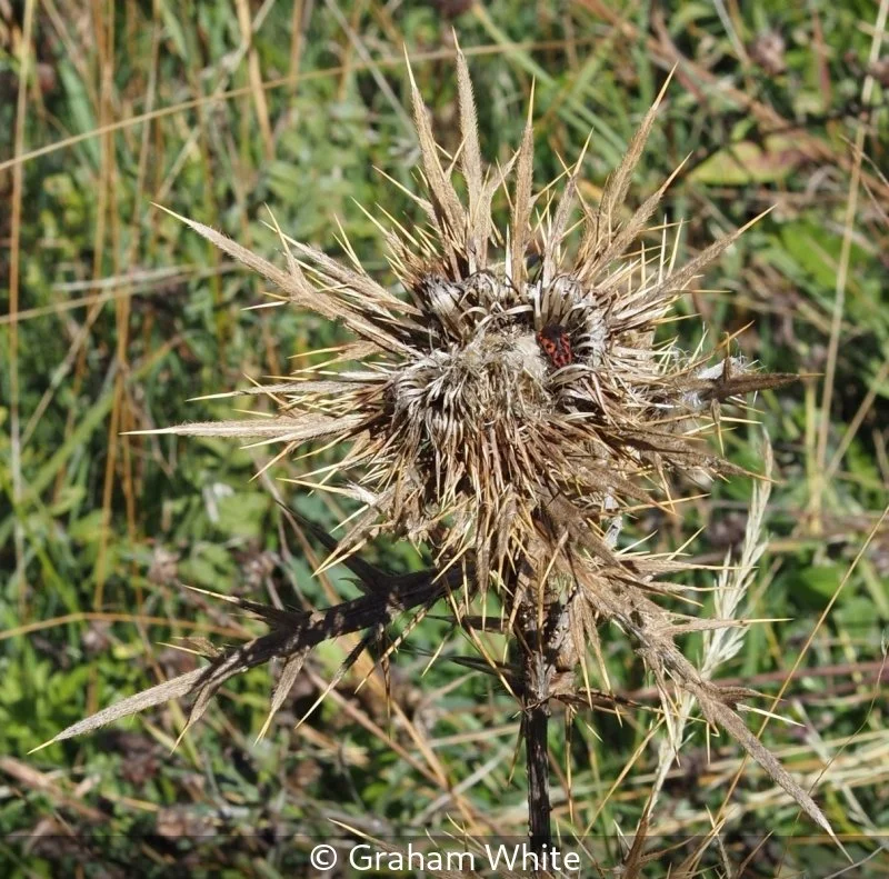 Intermediate_Graham White_001_7.jpg