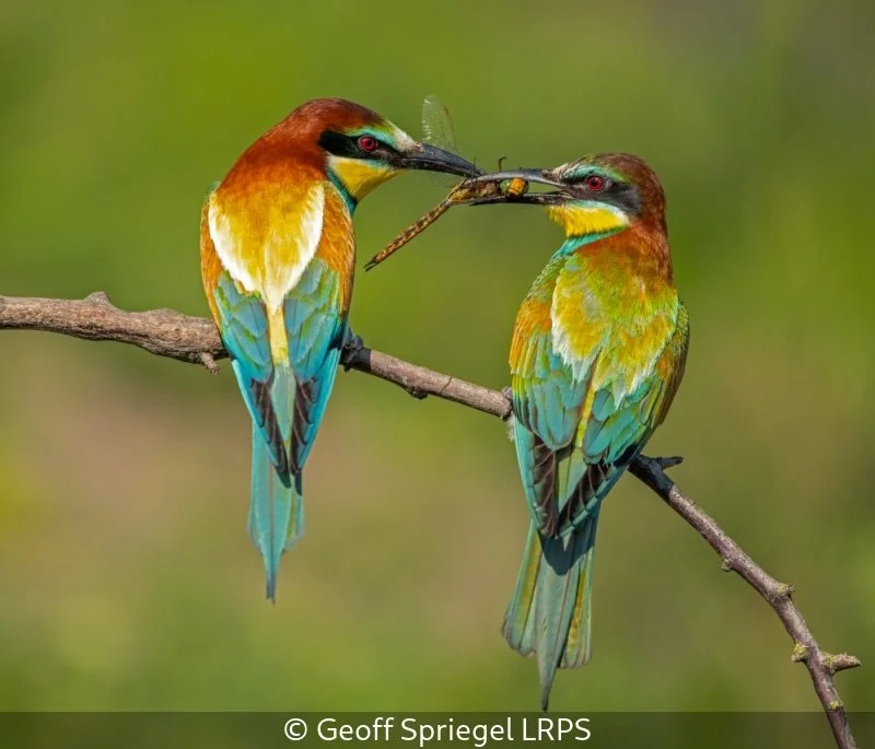 Open_Geoff Spriegel_001_10.jpg