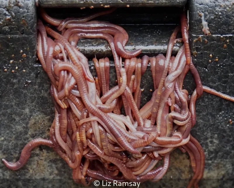 Open_Liz Ramsay_002_8.jpg