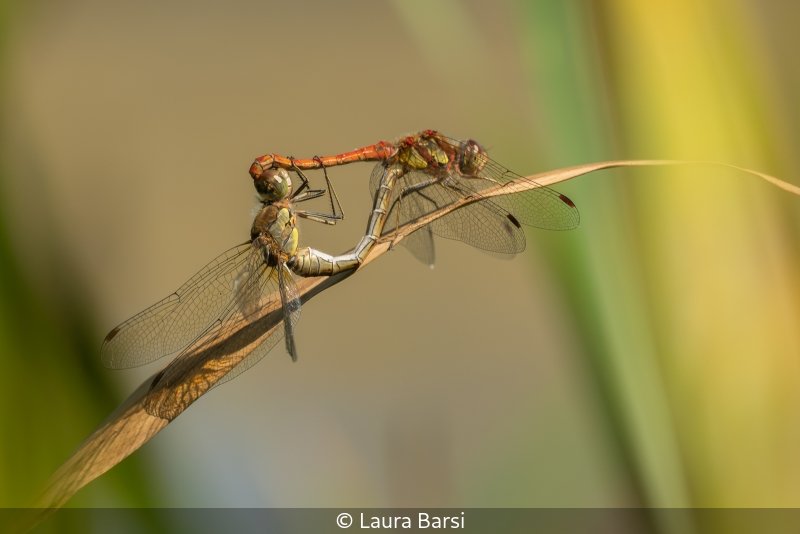 Open_Laura Barsi_001_8.5.jpg