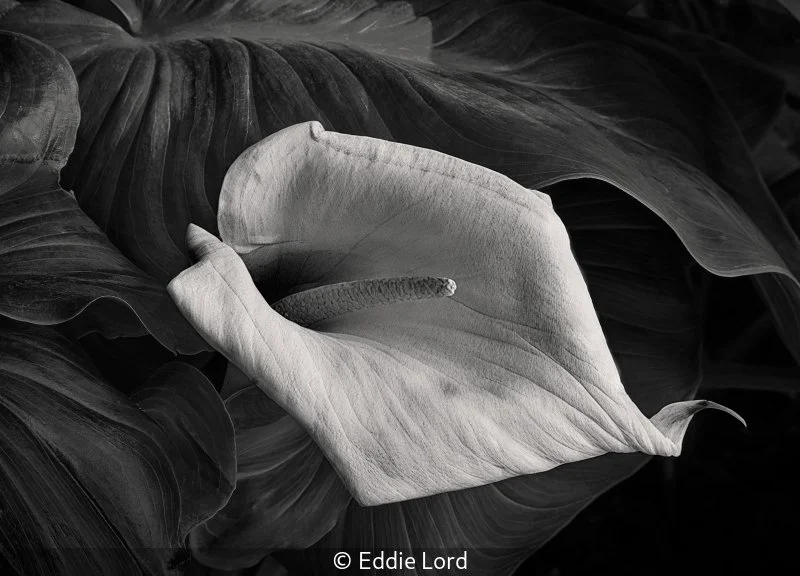 Advanced_Eddie Lord_Carla Lilly_10.jpg