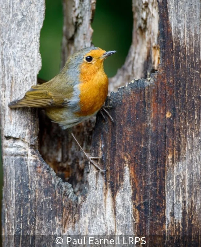 Advanced_Paul Earnell_001_8.jpg