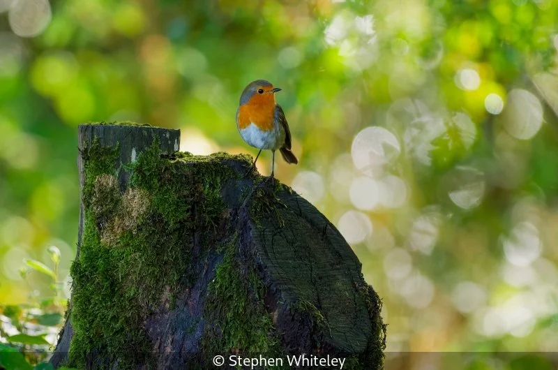 Open_Stephen Whiteley_001_7.jpg