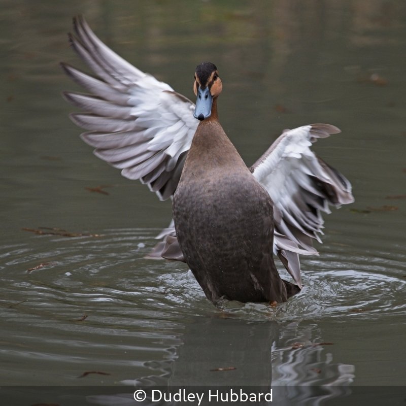 Open_Dudley Hubbard_002_7.5.jpg