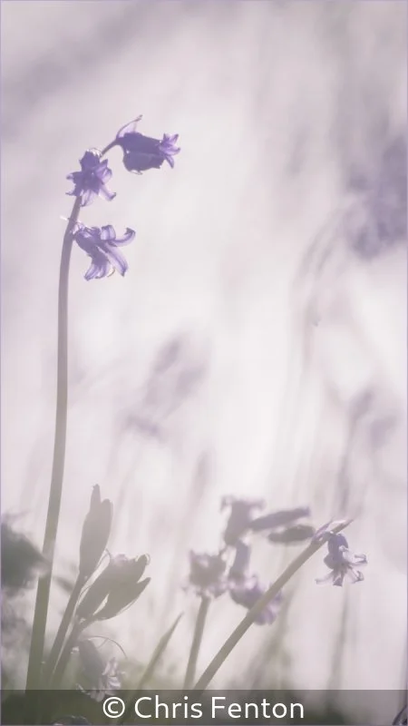 Winner_Chris Fenton_Bluebells_1.jpg