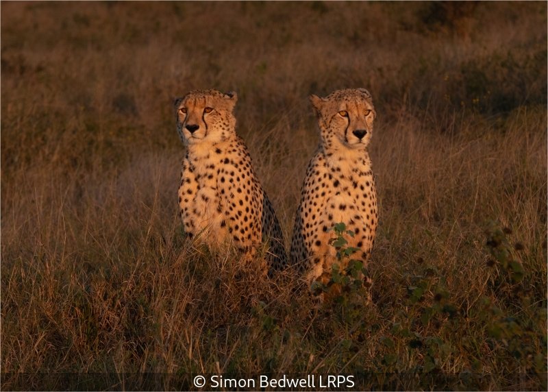 Open_Simon Bedwell_002_9.jpg