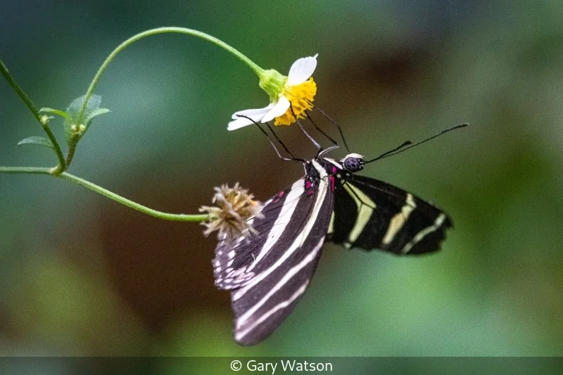 Intermediate_Gary Watson_001_8.jpg