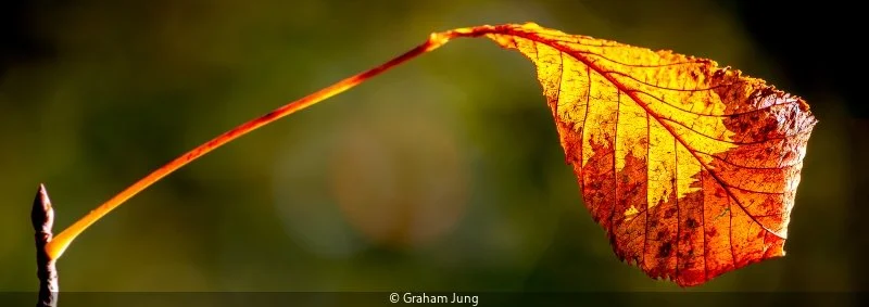 Open_Graham Jung_002_7.5.jpg