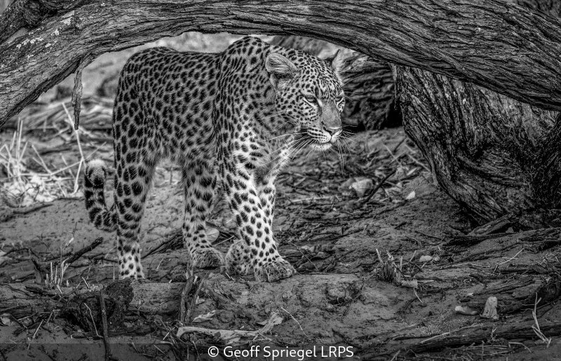 Advanced_Geoff Spriegel_Leopard - Botswana_9.5.jpg