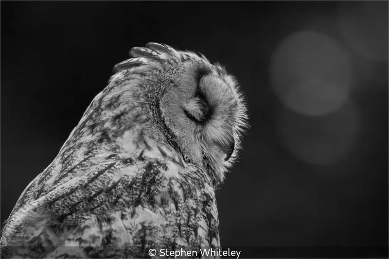 Advanced_Stephen Whiteley_002_8.5.jpg