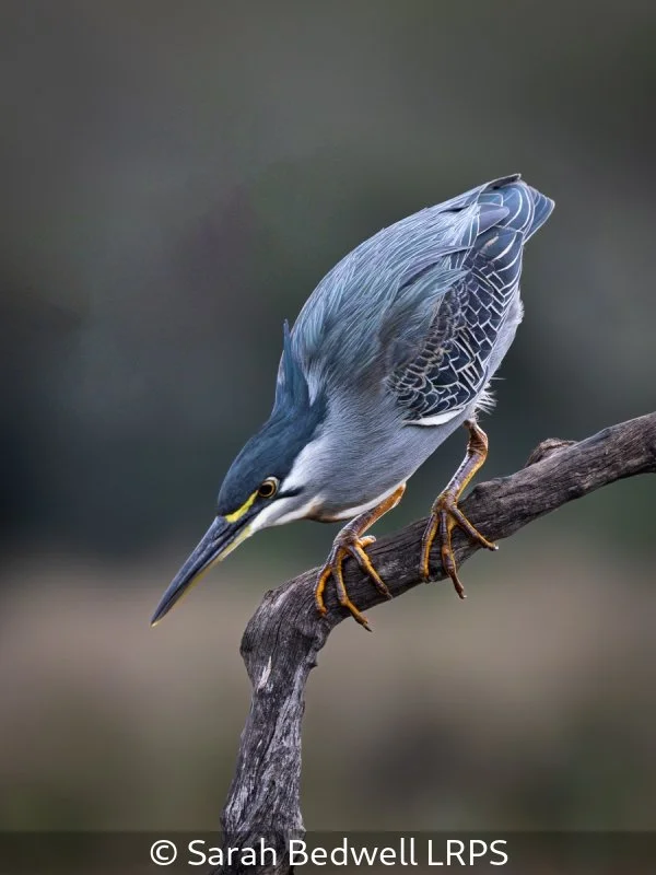 Open_Sarah Bedwell_001_10.jpg