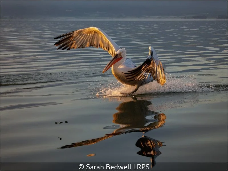 Open_Sarah Bedwell_Dalmatian Pelican_10.jpg
