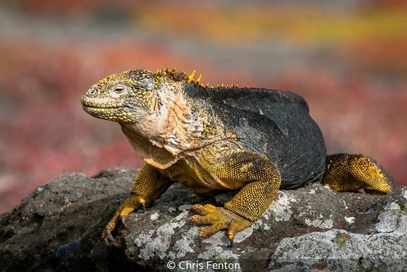 Open_Chris Fenton_001_9.5.jpg