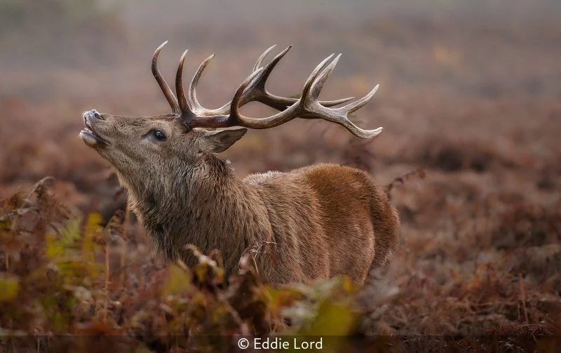 Open_Eddie Lord_001_8.jpg