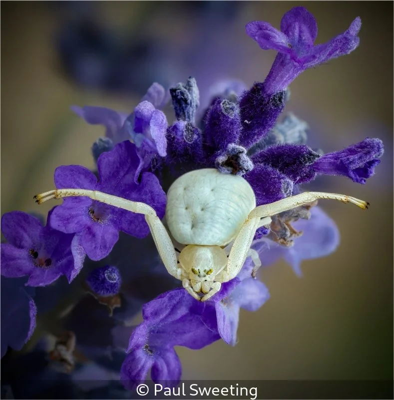 Club_Paul Sweeting_001_Highly Commended.jpg